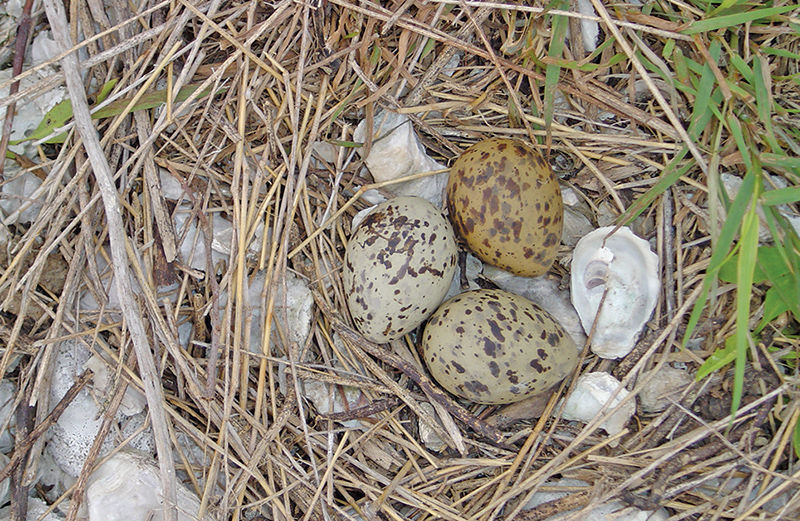 Common tern eggs